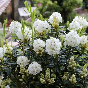 Rhododendron trichostomum 'Arctic Tern' 2.3L