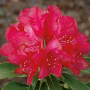 Rhododendron 'Bohlken's Roter Stern'