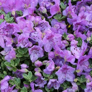 Rhododendron keleticum 2.3L