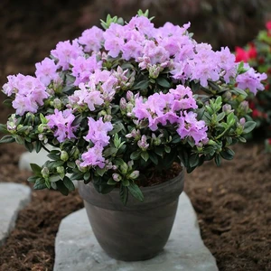 Rhododendron 'Lavendula' 2.3L