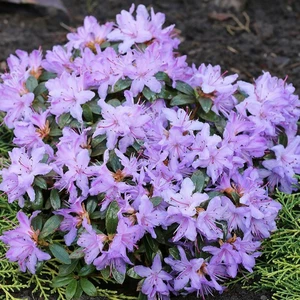 Rhododendron impeditum 'Moerheim' 2.3L