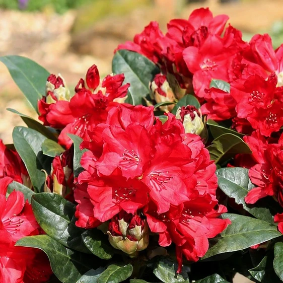 Rhododendron 'Nova Zembla' 5L