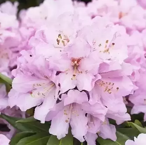 Rhododendron Inkarho 'Pink Dufthecke'