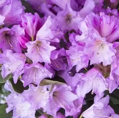 Rhododendron Inkarho 'Purple Dufthecke'