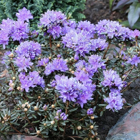 Rhododendron russatum 'Purple Pillow' 2.3L