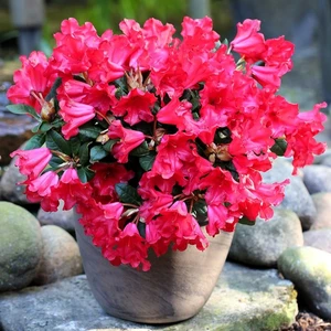 Rhododendron repens 'Scarlet Wonder' 2.3L