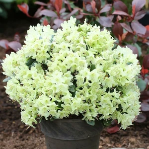 Rhododendron hanceanum 'Shamrock' 2.3L