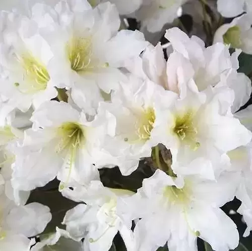 Rhododendron Inkarho 'White Dufthecke'