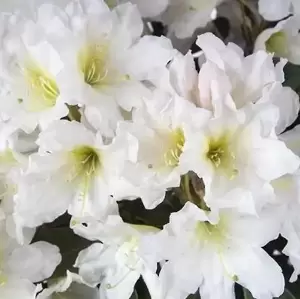 Rhododendron Inkarho 'White Dufthecke'