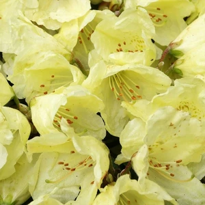 Rhododendron ludlowii 'Wren' 2.3L