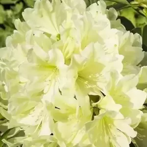 Rhododendron Inkarho 'Yellow Dufthecke'