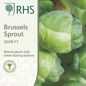 RHS Brussels Sprouts Igor F1