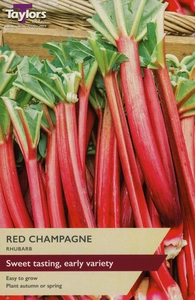 Rhubarb Red Champagne