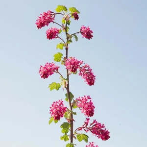 Ribes sanguineum 'Amore' 3L - image 3