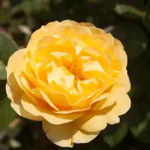 Rose 'Absolutely Fabulous' - FL
