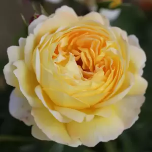 Rose 'Belle De Jour' - FL - image 1