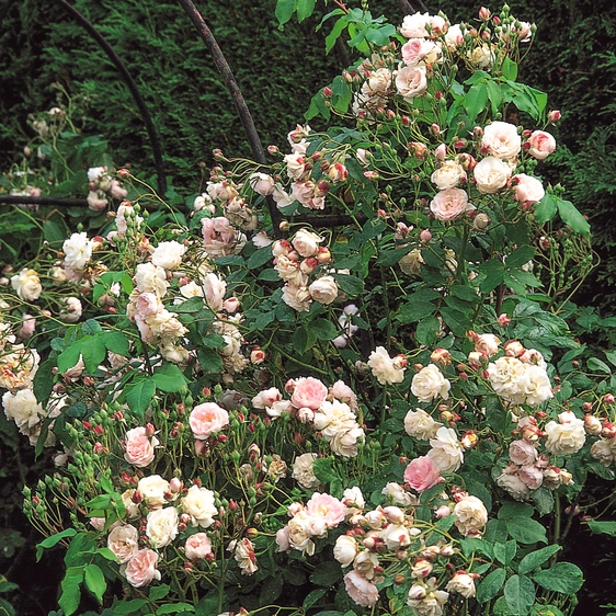 Photo - David Austin Roses