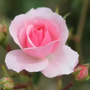 Rose 'Bonica' - Standard