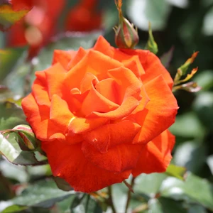 Rose 'Burning Desire' - FL