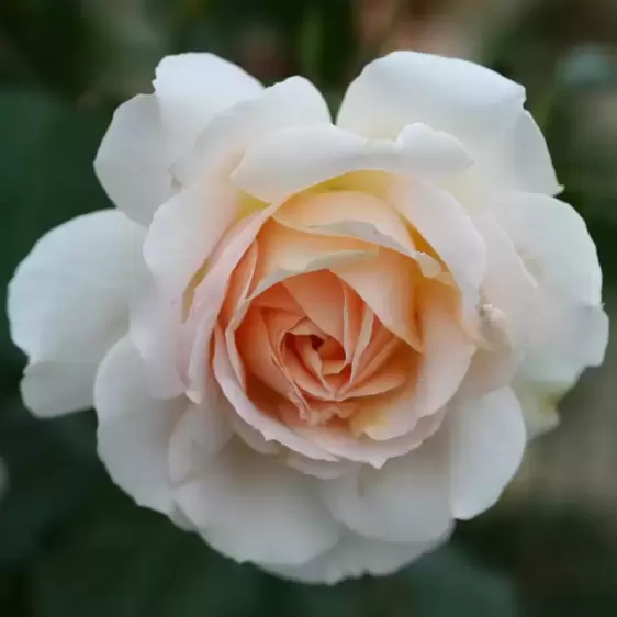 Rose 'Chandos Beauty' - HT 5L