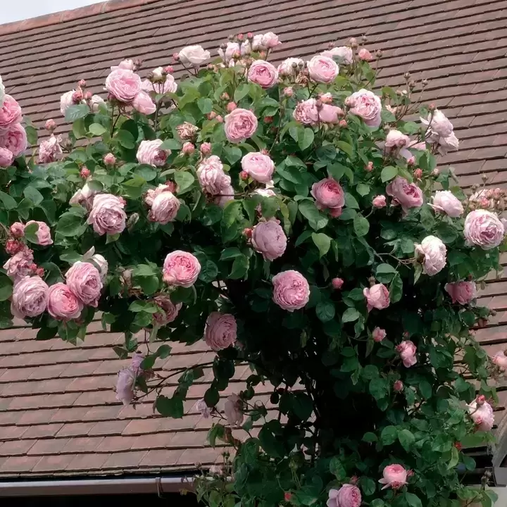 Rose 'Constance Spry' - CLM - Cowell's Garden Centre | Woolsington