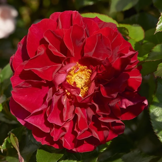 Rose 'Courtyard Carimbo' - CLM - image 2