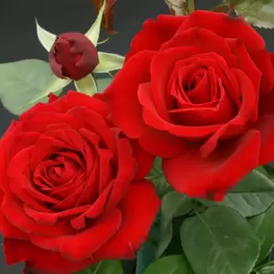 Rose 'Crimson Cascade' - CLM