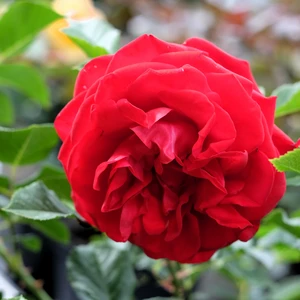 Rose 'Cumberland' - CLM