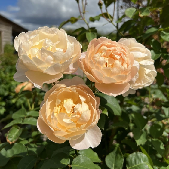 Picture - David Austin® Roses