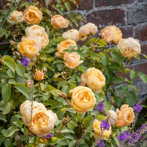 Picture - David Austin® Roses