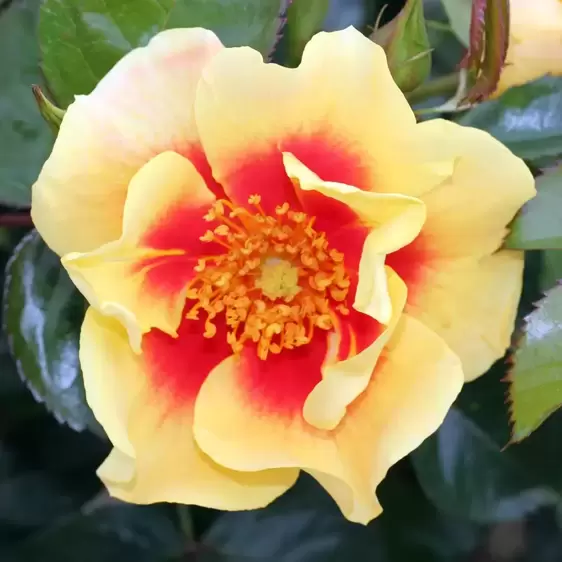 Rose 'Eye Of The Tiger' - FL