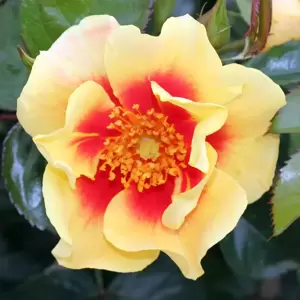 Rose 'Eye Of The Tiger' - FL