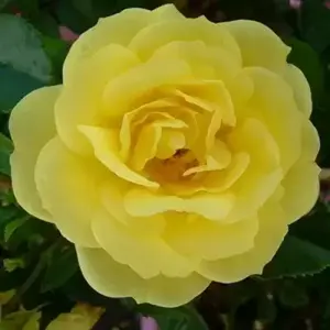 Rose 'Flower Carpet Gold' - GC