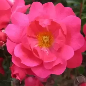 Rose 'Flower Carpet Pink Supreme' - GC