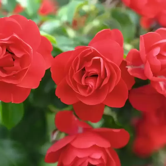 Rose 'Flower Carpet Scarlet' - GC - image 2