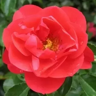 Rose 'Flower Carpet Scarlet' - GC - image 1