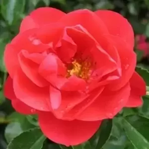 Rose 'Flower Carpet Scarlet' - GC - image 1