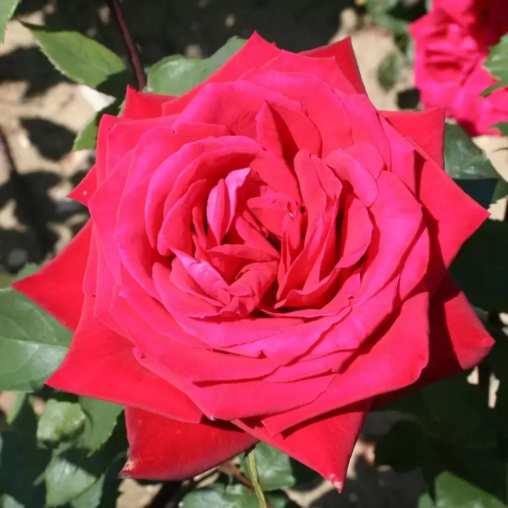 Rose 'Fragrant Cloud' - HT - Cowell's Garden Centre | Woolsington