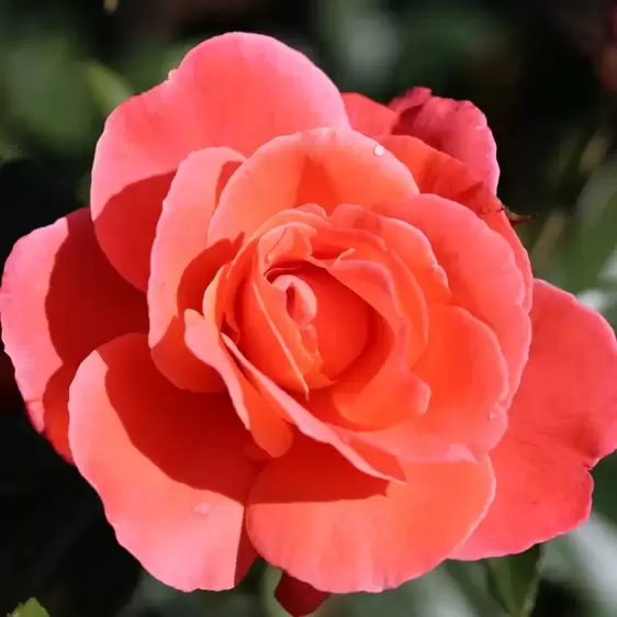 Rose 'Happy Anniversary' - FL