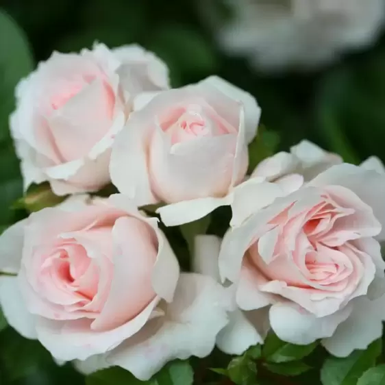 Rose 'Lovely Bride' - PAT