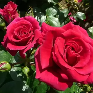 Rose 'Lovestruck' - FL - image 3
