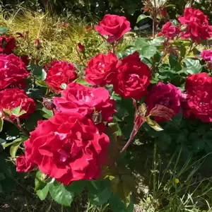 Rose 'Lovestruck' - FL - image 2