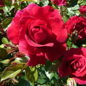 Rose 'Lovestruck' - FL