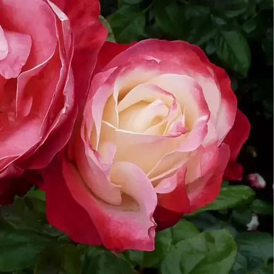 Rose 'Nostalgia' - HT 3L - image 2