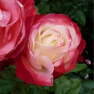 Rose 'Nostalgia' - HT 3L - image 2