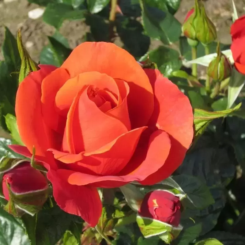 One Love (Bush Rose)