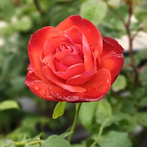 Rose 'Orange Sensation' - FL