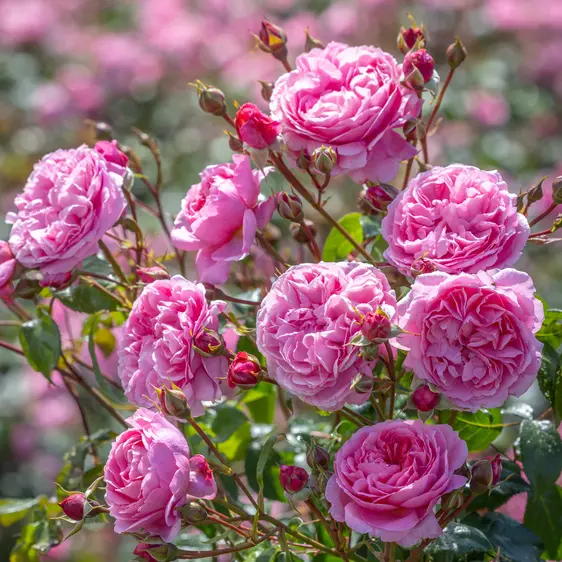 Photo - David Austin Roses