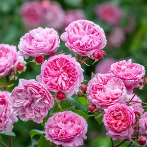 Photo - David Austin Roses