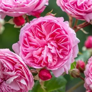 Rose 'Penelope Lively' - SH